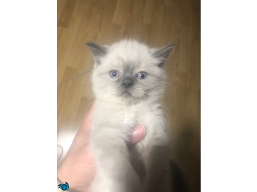 PERFECT BABY