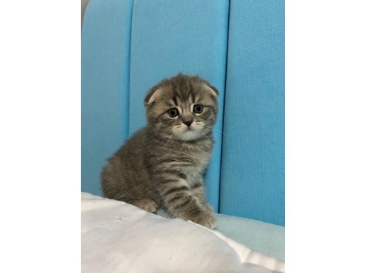 Sıcacık Yuva Bekleyen Scottish Fold Minikleri