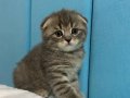 Sıcacık Yuva Bekleyen Scottish Fold Minikleri
