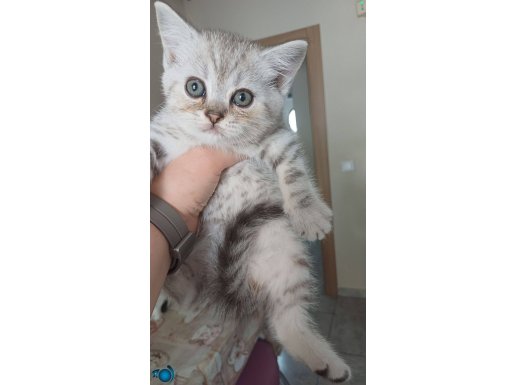 Silver ve golden yavrular yeni evlerine hazır ADANA 