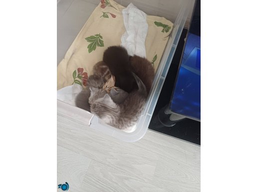 Yavrularım 40 günlük