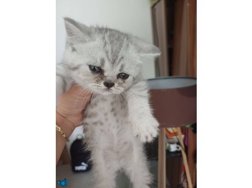 Anne british blue point baba british silver