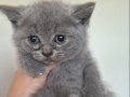 Adana British Shorthair