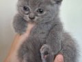 Adana British Shorthair