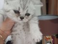 Anne british blue point baba british silver