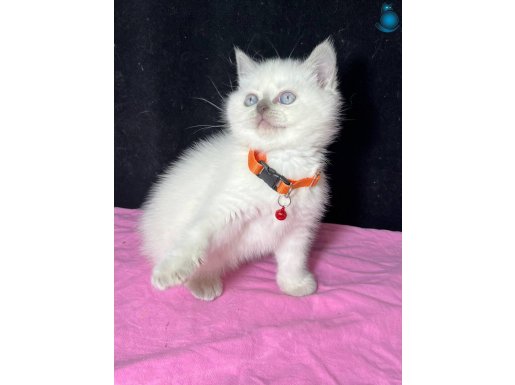 Blue point ve golden bebekler