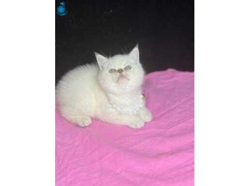 A++ SÜPER KALİTEDE YAVRULAR 