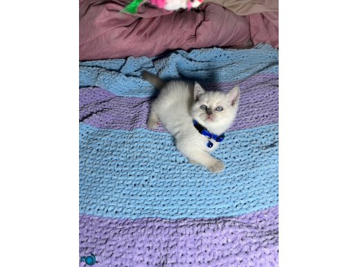 Sosyalleşmiş İpeksi Blue Point Yavrular