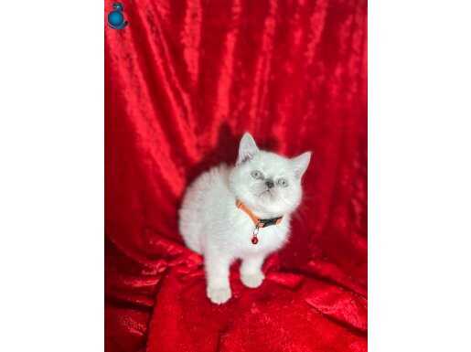 Maskot Suratlı British Shorthair Yavruları - Sosyalleşmiş Ve Eğitimi Tam