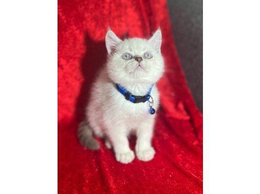 OYUNCU DİŞİ YAVRU