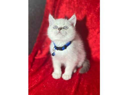 Ümraniye’de Sosyalleşmiş Safkan British Shorthair Yavrusu