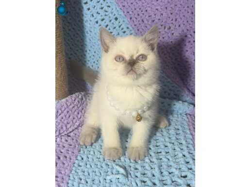 A KALİTE POİNT BEBEKLER 