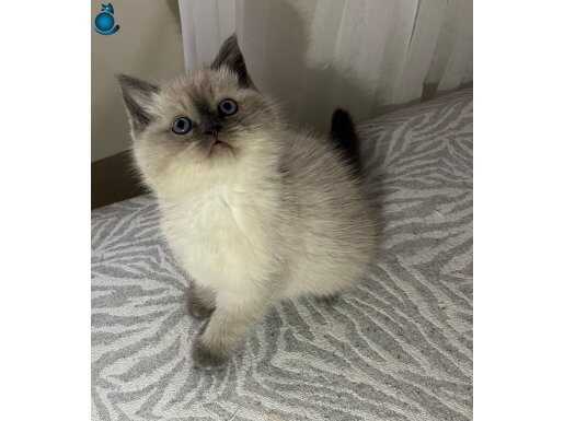 Sosyal ve Eğitimli Point British Shorthair Yavrusu