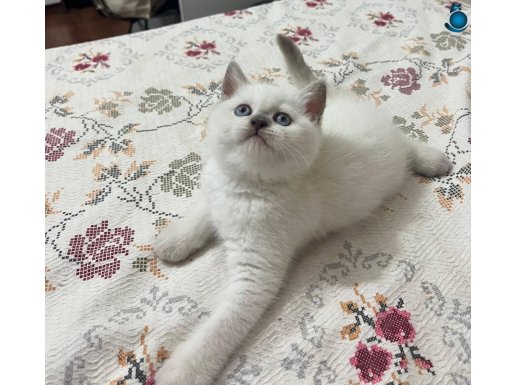 PANDA SURATLI YAVRULAR