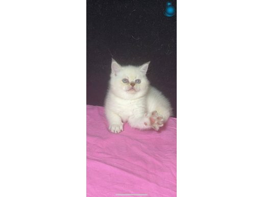 British Shorthair Yavruları - Sosyal ve Eğitimli