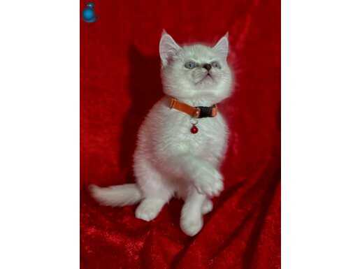 Kırmızı Tasmalı British Shorthair Yavrusu - Eğitimli ve Aşı Kayıtlı