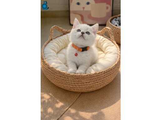 Mavi Gözlü Safkan British Shorthair Yavruları