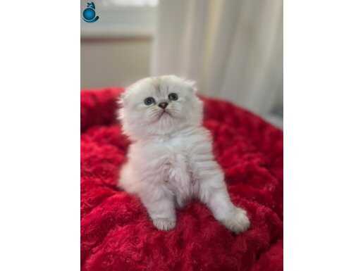 ORİJİNAL SAFKAN KEDİLER 