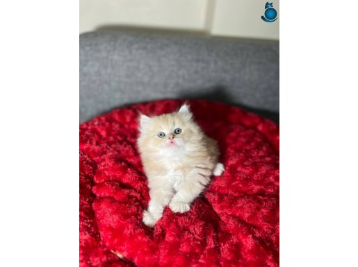 SEVECEN MASUM BEBEKLER