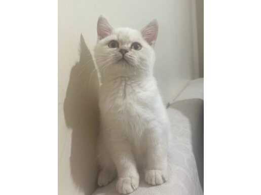 OYUNCU BRITISH BEBEK