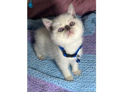  Ayı Kafa British Shorthair Yavruları - Tombul Yanaklı 