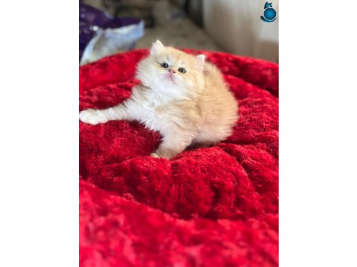 SHOW KALİTE EV ORTAMINDAN