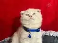 BİRBİRİNDEN GÜZEL YAVRULAR 