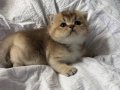 SAFKAN GOLDEN NY11 
