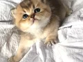SAFKAN GOLDEN NY11 