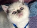  Ayı Kafa British Shorthair Yavruları - Tombul Yanaklı 