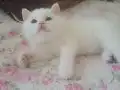 Bal küpü mavi ve yeşil yavrular