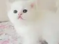 Bal küpü mavi ve yeşil yavrular