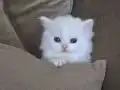 Peluş oyuncak yumuşaklığında cana yakın yavrular 