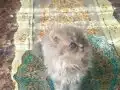 Peluş oyuncak yumuşaklığında cana yakın yavrular 