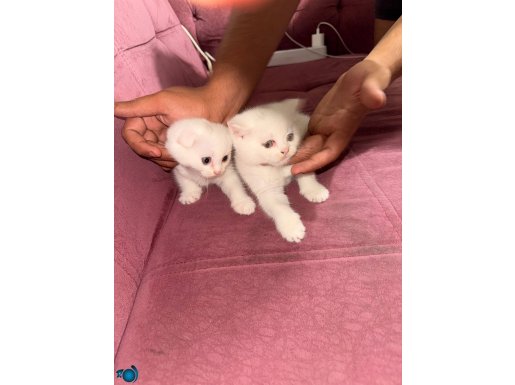 1 Aylık British Shorthair Kediler