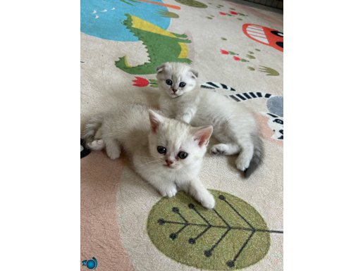 2 kardeş tatlı yavrularımız
