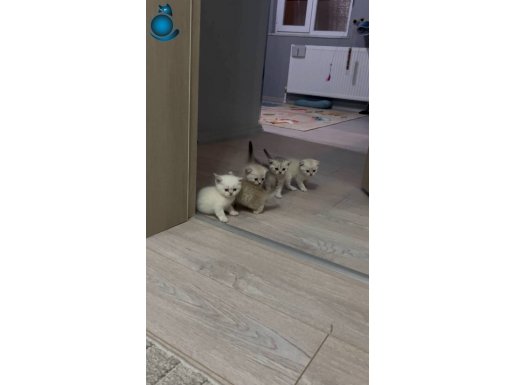 2 Dişi 3 Erkek British ve Scottish Kardeşler