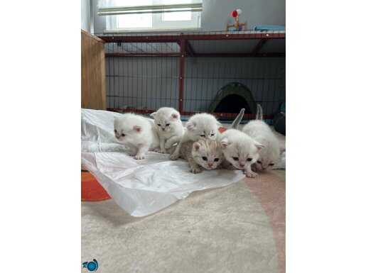 British Shorthair ve Scottish Fold yavrular
