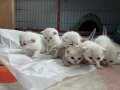British Shorthair ve Scottish Fold yavrular