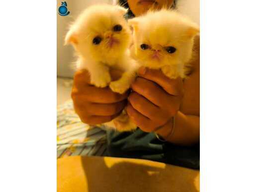 Safkan bebek yüzlü exotic shorthairlar