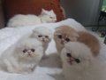 çok sevimli safkan exotic shorthairlar