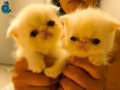 Safkan bebek yüzlü exotic shorthairlar