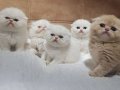 çok sevimli safkan exotic shorthairlar