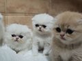 çok sevimli safkan exotic shorthairlar