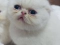 çok sevimli safkan exotic shorthairlar