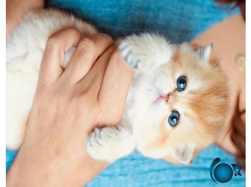 Seçereli british shorthair bebekler