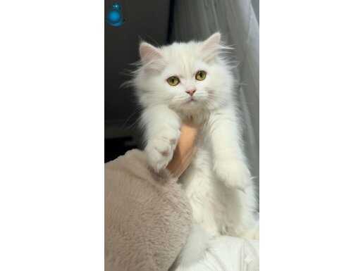 Safkan Şecereli British Longhair Dişi Yavrular