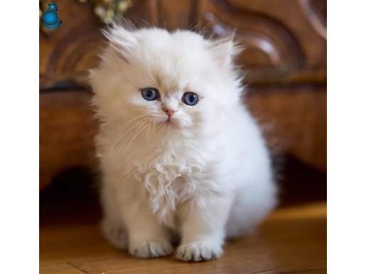Kendi safkan british shorthair kedilerimizin yavrusu 