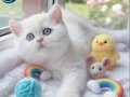  british shorthair ve british longhair yavruları