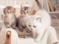 Golden British shorthair ve Scottish Fold yavrular